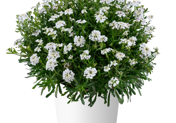 Iberis hybrida Impassion  White