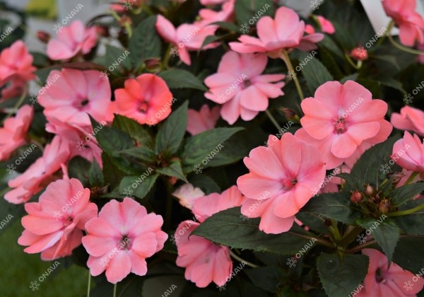 Impatiens Neu-Guinea Sunpatiens Compact Blush Pink