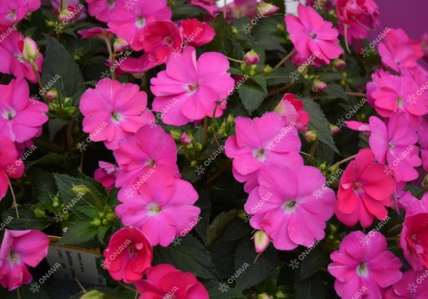 Impatiens Neu-Guinea SunPatiens Compact Hot Lilac