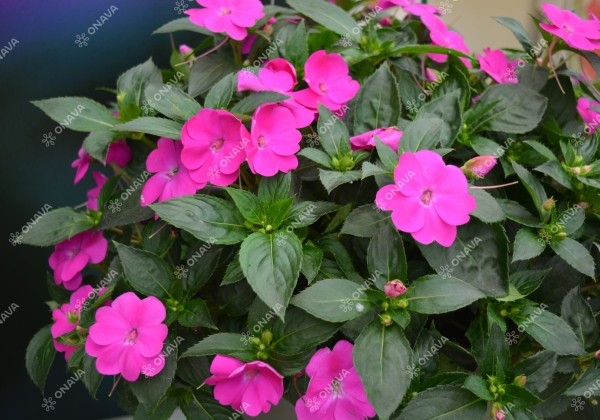 Impatiens Neu-Guinea Sunpatiens Compact Lilac