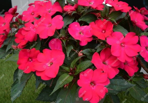 Impatiens Neu-Guinea Sunpatiens Compact Magenta
