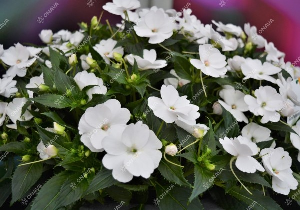 Impatiens Neu-Guinea Sunpatiens Compact White