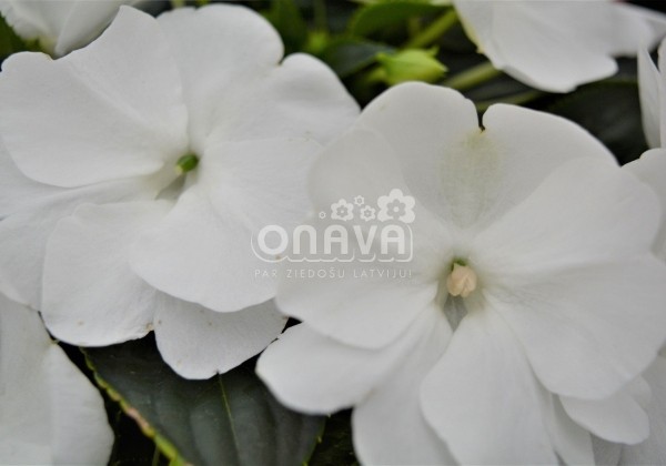 Impatiens Neu-Guinea Magnifico Snow