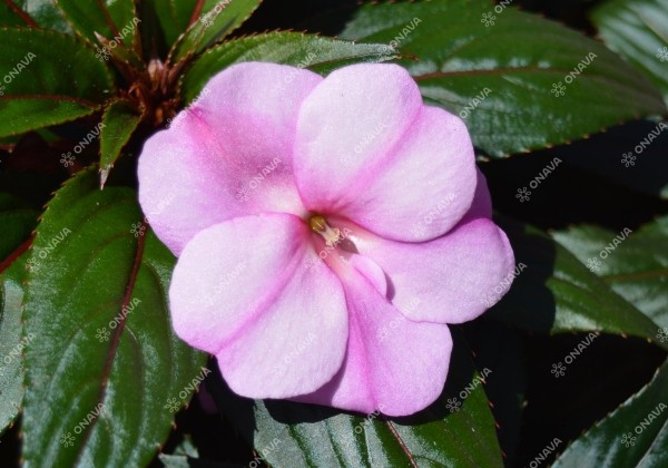 Impatiens Neu-Guinea Magnifico Star Lavender