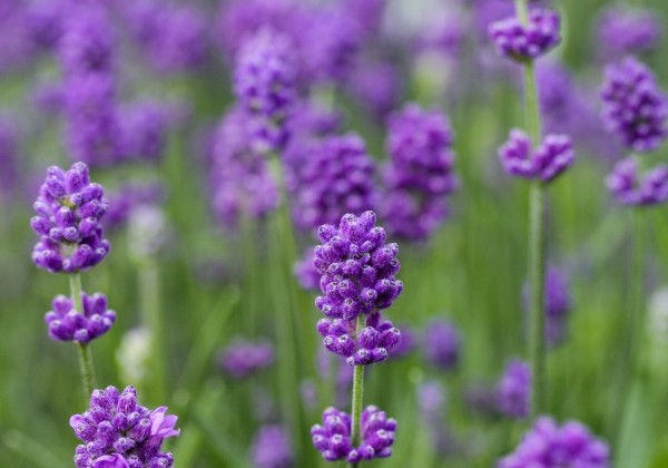 Lavandula angustifolia Vienco Compact Blue