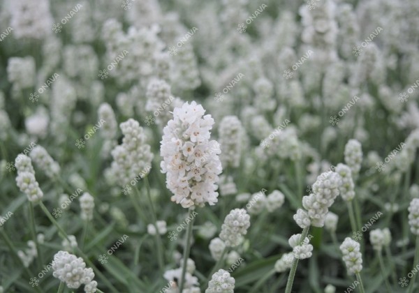 Lavandula angustifolia Vienco Early White