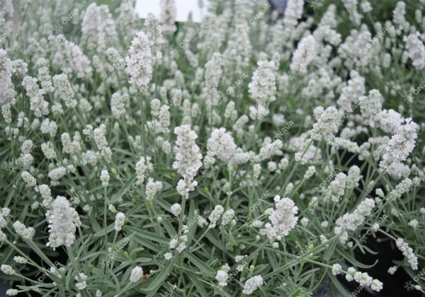 Lavandula angustifolia Vienco Early White