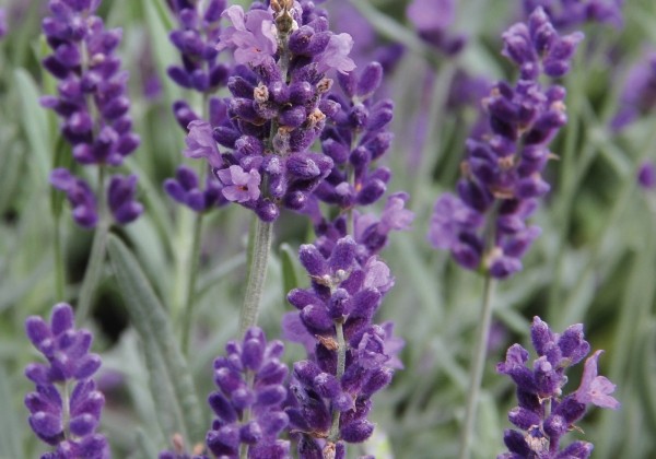 Lavandula angustifolia Vienco Purple
