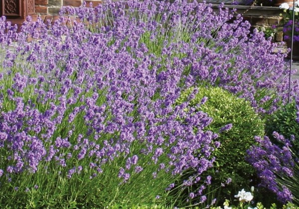 Lavandula angustifolia Munstead
