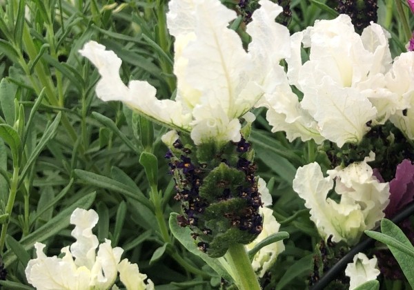 Lavandula stoechas Lavita White