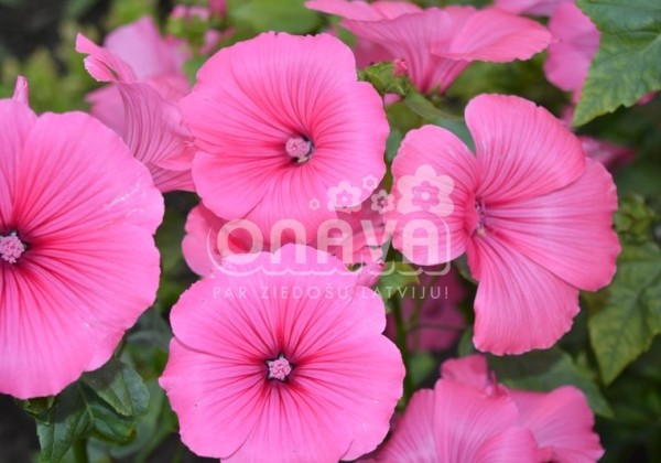 Lavatera trimestris Regis Ruby