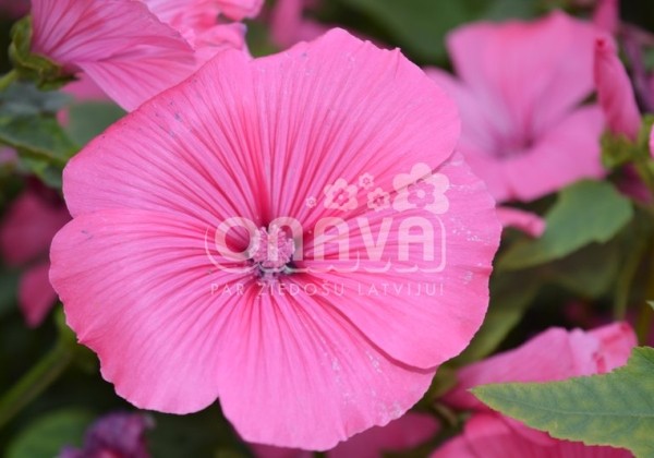 Lavatera trimestris Regis Ruby