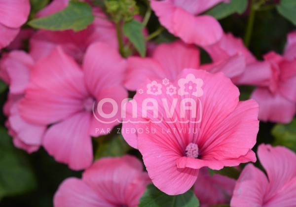 Lavatera trimestris Regis Ruby