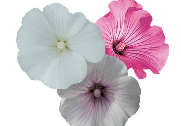 Lavatera trimestris Regis Mix