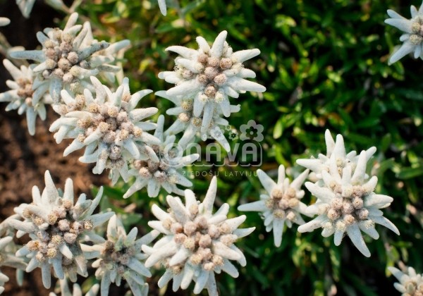 Leontopodium alpinum Matterhorn (XXL)