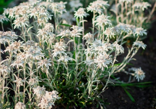 Leontopodium alpinum Matterhorn (XXL)