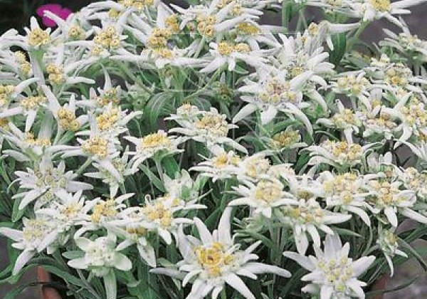 Leontopodium alpinum Watzmann (XXL)