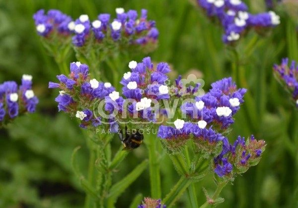 Limonium sinuatum Fortress Dark Blue