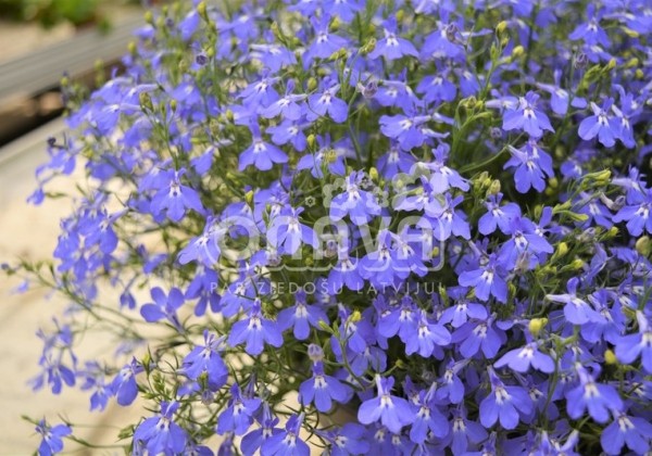Lobelia erinus Laura Compact Blue