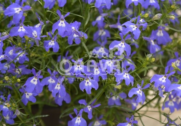 Lobelia erinus Laura Blue Eye