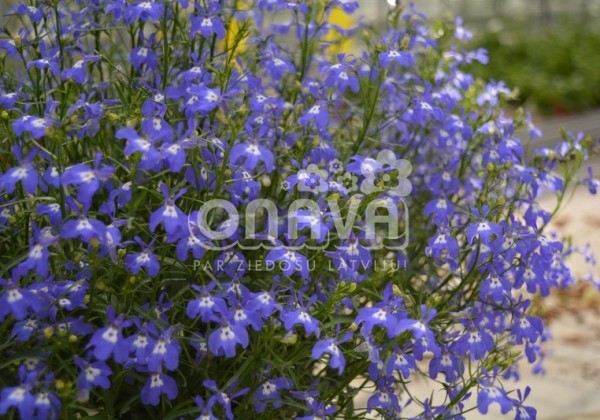 Lobelia erinus Laura Blue Eye