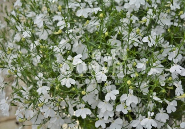 Lobelia erinus Laura White