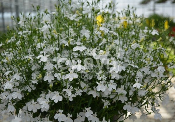 Lobelia erinus Laura White