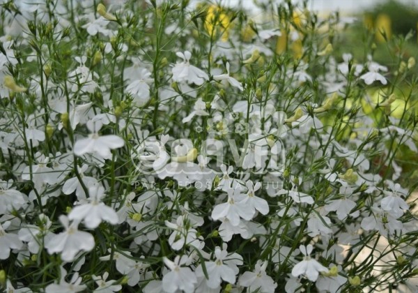 Lobelia erinus Laura White