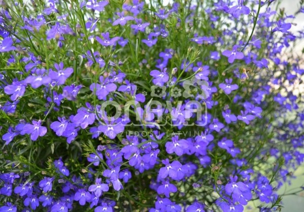 Lobelia erinus Laura Basket (Power) Dark Blue