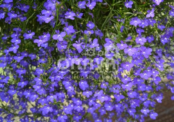 Lobelia erinus Laura Basket (Power) Dark Blue