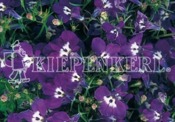 Lobelia erinus Riviera Blue Eyes
