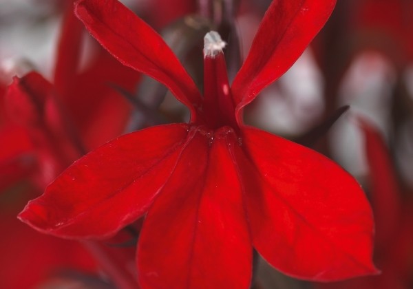 Lobelia speciosa Fanship Scarlet (XXL)