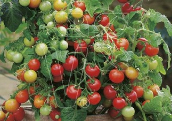 Lycopersicon lycopersicum Verino Red