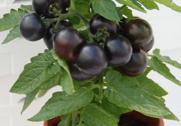 Lycopersicon lycopersicum Purpleboy