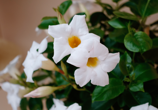 Mandevilla hybrida Sundaville Classic White