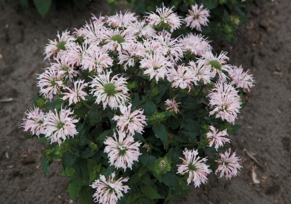 Monarda didyma Melua Appleblossom