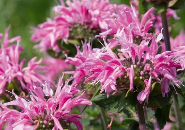 Monarda didyma Melua Pink