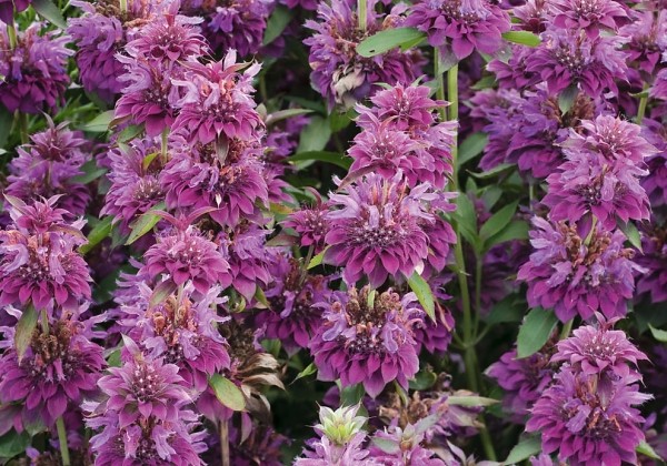 Monarda hybrida Bergamo
