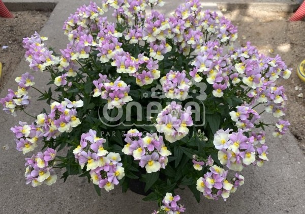 Nemesia fruticans Mareto Pink & Lemon