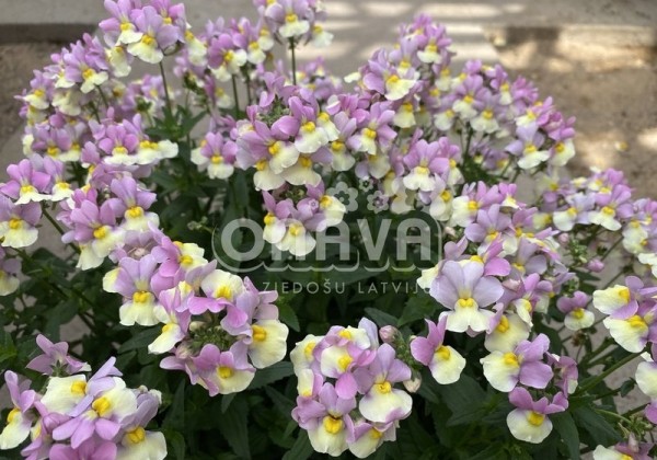 Nemesia fruticans Mareto Pink & Lemon
