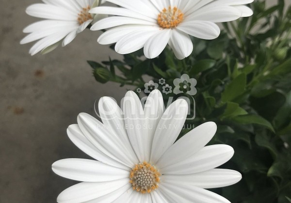 Osteospermum ecklonis Erato Basket Pure White