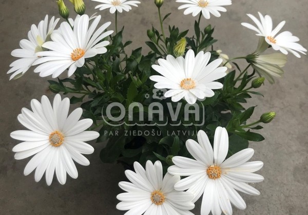 Osteospermum ecklonis Erato Basket Pure White