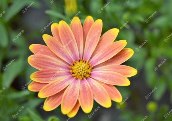 Osteospermum ecklonis Erato Basket Sunrise