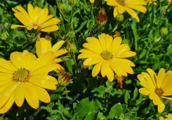 Osteospermum ecklonis Erato Basket Yellow