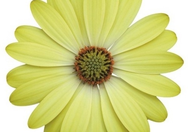Osteospermum ecklonis Erato Compact Lemon