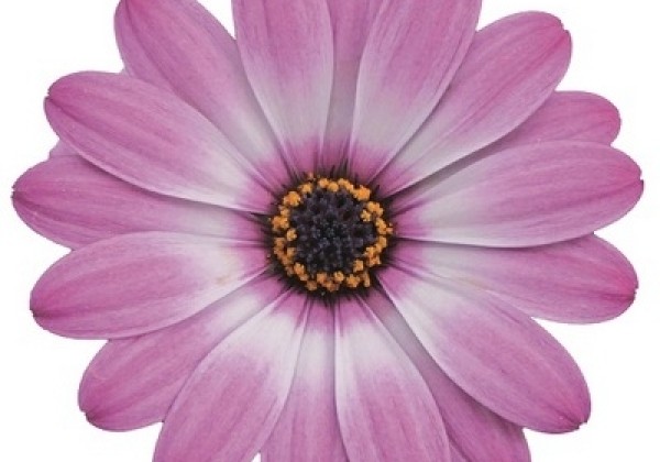 Osteospermum ecklonis Erato Compact Rose Bicolor