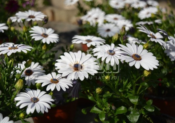 Osteospermum ecklonis Erato Compact White