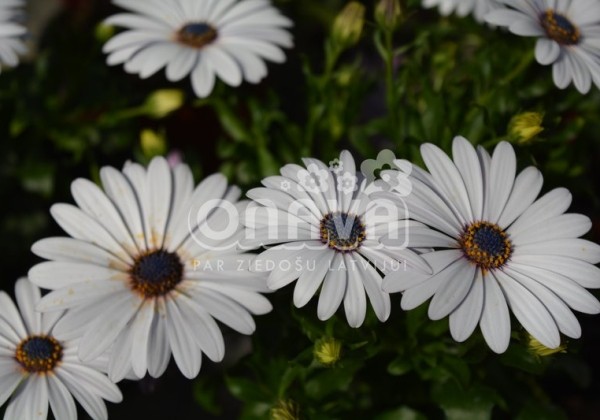 Osteospermum ecklonis Erato Compact White