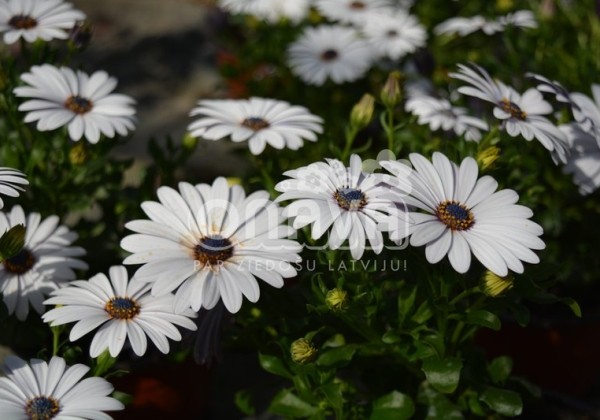 Osteospermum ecklonis Erato Compact White