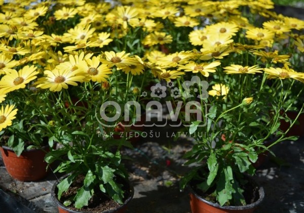 Osteospermum ecklonis Erato Compact Yellow